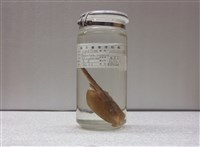 藏品(中國黃點鯆)的圖片